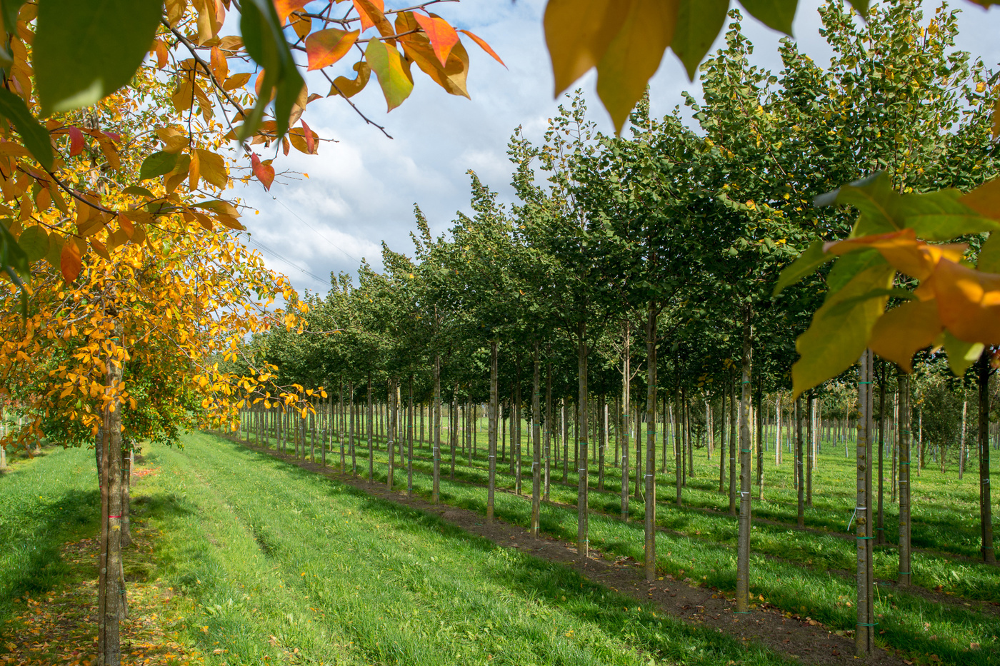 Jardin mature avec allée et végétation installée